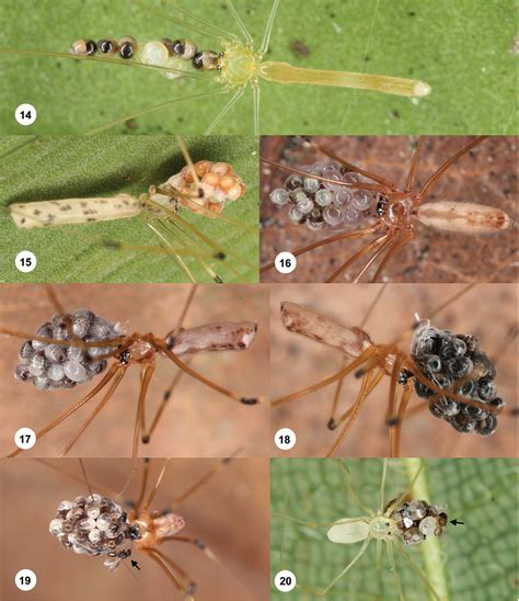 Pholcid spider Britannica