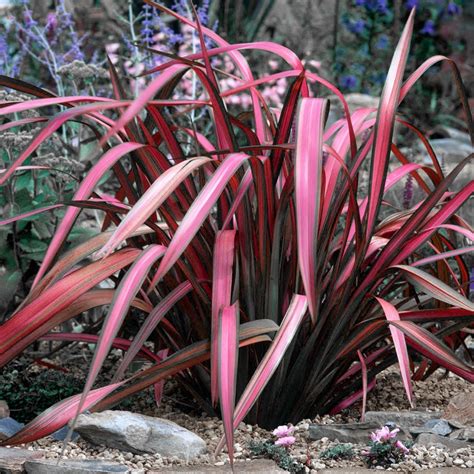 Phormium Pink Panther - New Zealand Flax in 2024 New zealand …