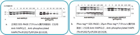 Phos-tag™ 丙烯酰胺 Phos-tag™ Acrylamide - 北京拜尔迪生物技术 …