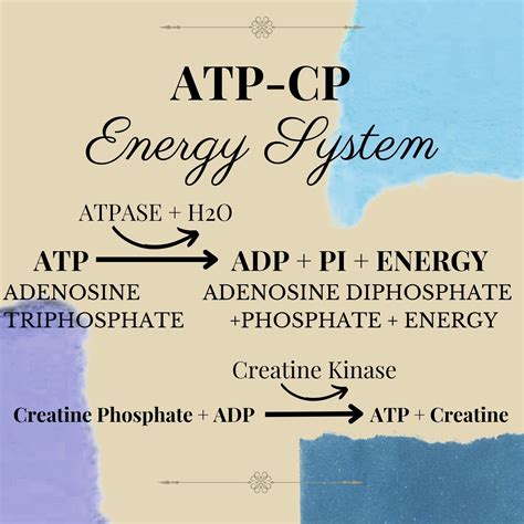 Phosphagen System BioNinja