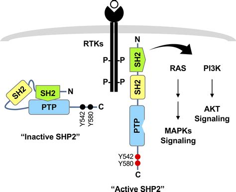 Phosphatase-independent functions of SHP2 and its