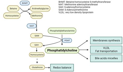 Phosphatidylcholine synthesis through …