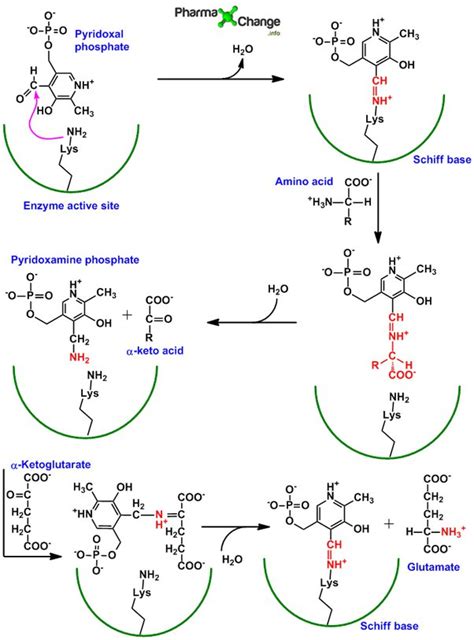 Phosphatidylinositol Phosphate - an overview ScienceDirect Topics