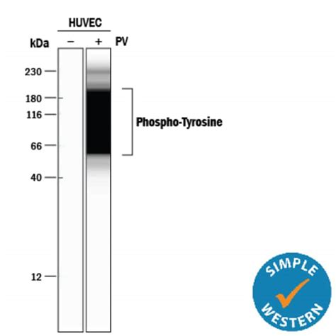 Phospho-Tyrosine Antibodies: R&D Systems