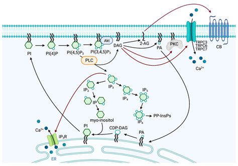 Phospholipase a function.  This process generates two second messengers, inositol 1,4,5-t...