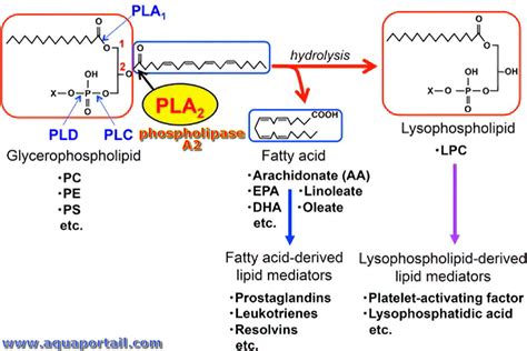 Phospholipase a2 function. 4, PLA2, systematic name phosphatidylcholine 2-acylhydrolase...