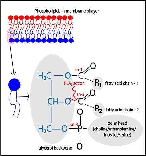 Phospholipase a2. .  ...