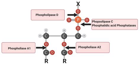 Phospholipase types. .  <a href=https://www.info.dev-nanuk.com/.well-kn...