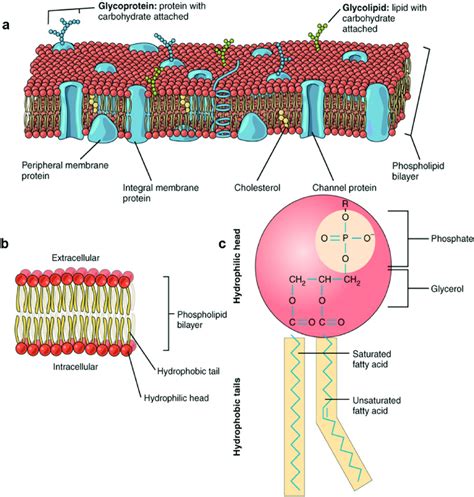 Phospholipid bilayer components.  Organelles vs.  4 components of the ...