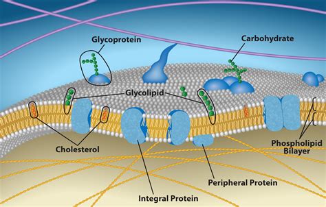 Phospholipid bilayer structure.  Proteins embedded in the phospholipid ma...