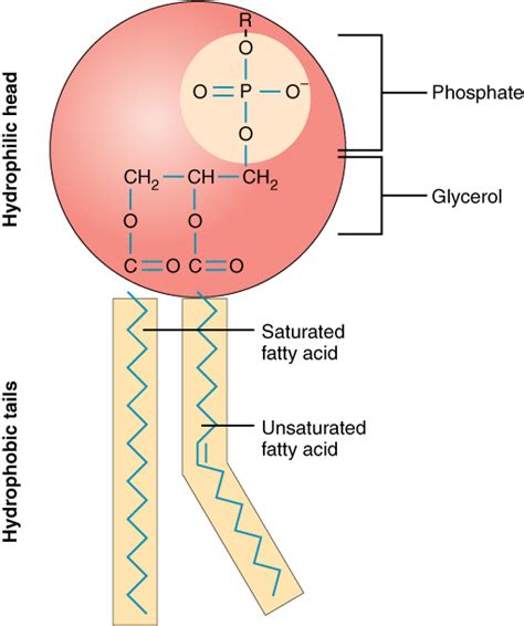 Phospholipid function.  Lipids are molecules that include fats, waxes, and som...