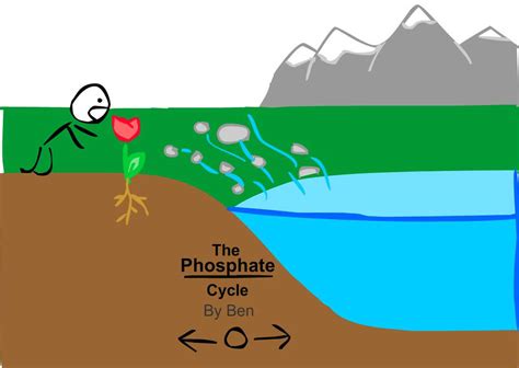 Phosphorus Cycle by AsNKiD on DeviantArt