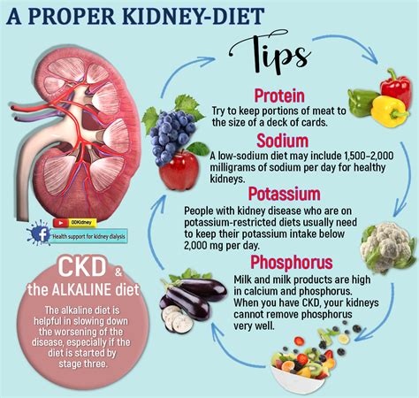 Phosphorus and CKD - Kidney Nutrition