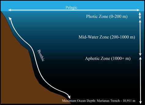 Photic zone - Zones of the Ocean