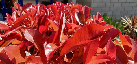 Photinia Hedge Guide (Your Questions Answered)