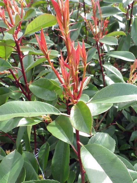 Photinia x fraseri, Photinie de Fraser - Free