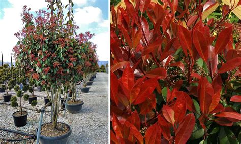 Photinia x fraseri - YouTube