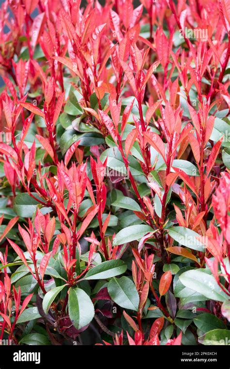 Photinia x fraseri Red Tip Photinia, Fraser Photinia PFAF Plant …