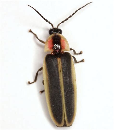 Photinus carolinus - Wikipedia