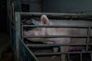 Photo: Injured sow in crate - Farm Transparency Project