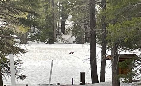 Photo: Wolverine in Yosemite is second seen in California since 1920s