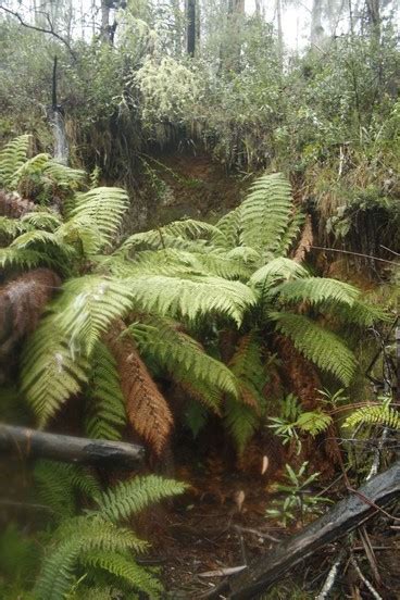 Photo Gallery: Mt Wills mining district, Omeo, East Gippsland …