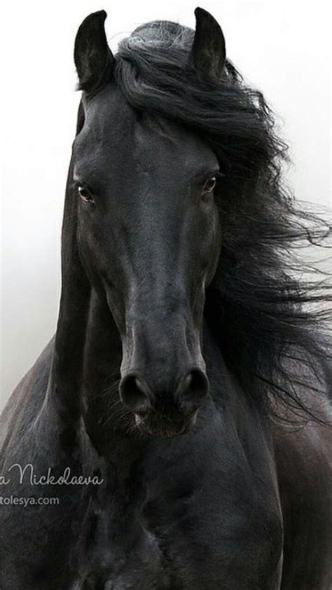Photo de cheval noir et blanc