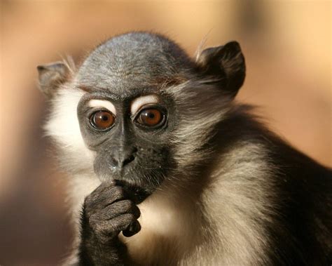 371,806 cute monkey stock photos, vectors, and illustrations are available royalty-free for download. Find Cute Monkey stock images in HD and millions of other royalty-free stock photos, illustrations and vectors in the Shutterstock collection. Thousands of new, high-quality pictures added every day.