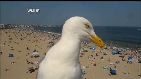 Photobombing seagull steals the show on New Hampshire beach camera