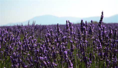 Photographing Provence Tips for Capturing Its Essence