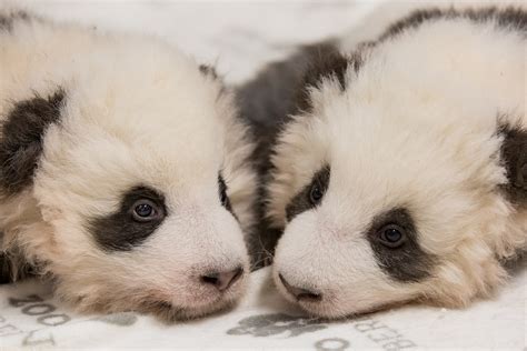 Photographs of initial panda offspring birthed in Java published