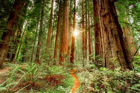 Photography In The National Parks: The Redwood Forests Are …