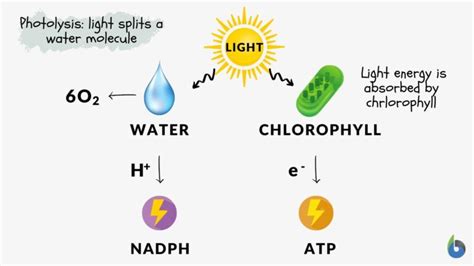 Photolytic definition of photolytic by Medical dictionary