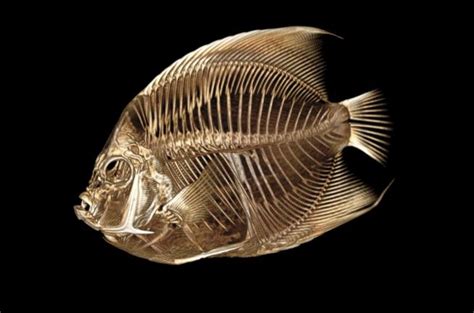 Photos: Angelfish at the Denver Zoo gets a CT scan
