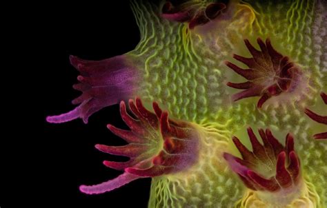 Photos: Award-winning microscopic images by California shutterbugs