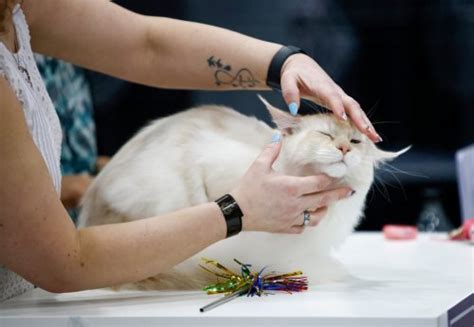 Photos: Awwwmazing cat extravaganza and adoption event raises cuteness factor in Pleasanton