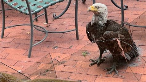 Photos: Bald eagle crashes into home in Palo Alto