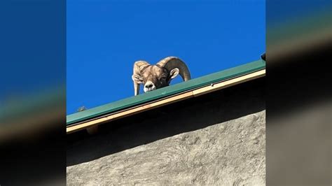 Photos: Bighorn sheep stuck on roof in Boulder