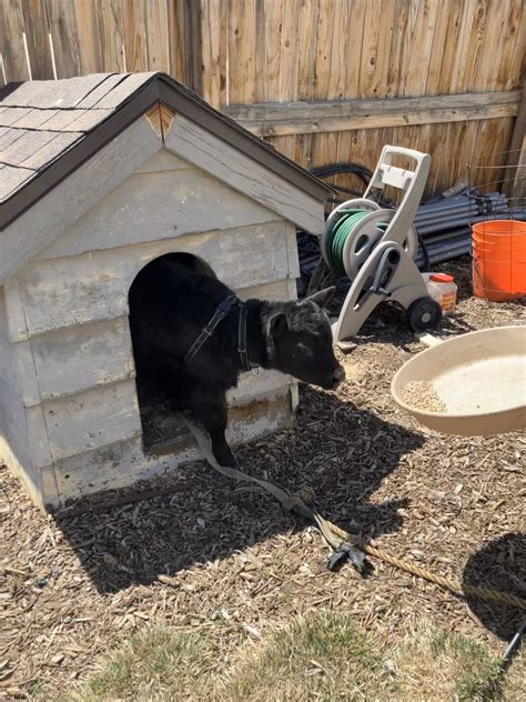 Photos: Calf living in doghouse in Arapahoe County home's backyard