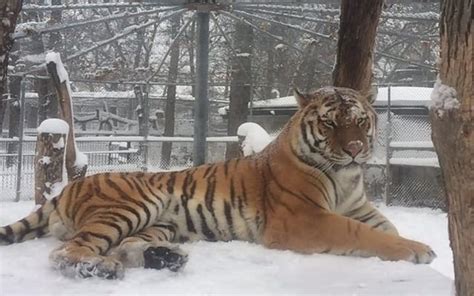 Photos: Denver Zoo adopts a new tiger