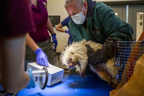 Photos: Denver Zoo animals receiving medical treatment