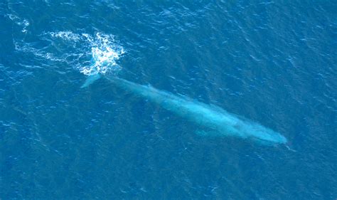 Photos: Endangered blue whales hanging out off California coast