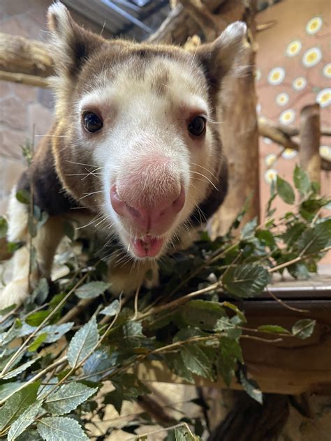 Photos: Local zoos play matchmaker with kangaroos