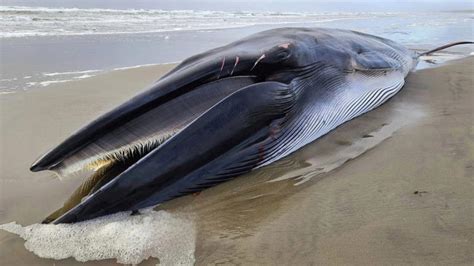 Ladki Se Marpeet Hd Video - Photos: Massive endangered whale washes up on Oregon shore