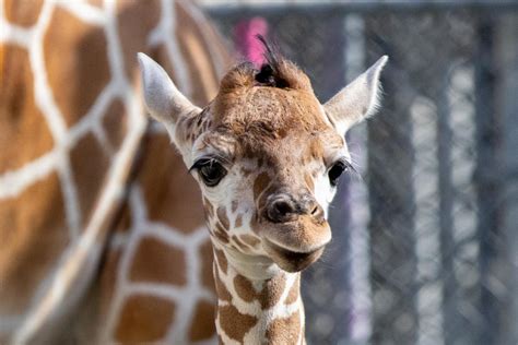 Photos: Meet Kendi as Oakland Zoo celebrates first giraffe born at the zoo in 11 years
