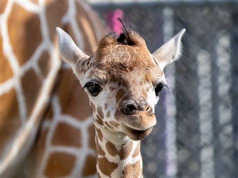 Photos: Oakland Zoo welcomes new baby giraffe