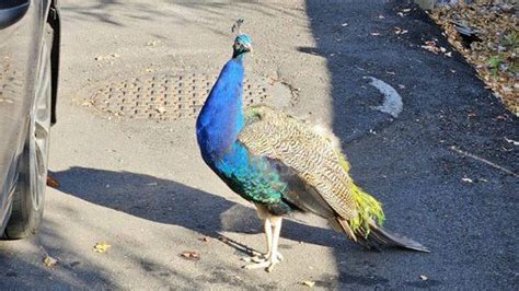 Photos: Peacock rescued from Lakewood yard