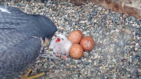 Photos: Peregrine falcons welcome first hatchling at UC Berkeley