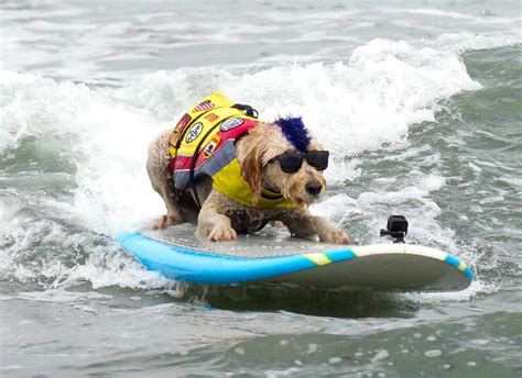 Photos: Pups take to the waves at World Dog Surfing Championships
