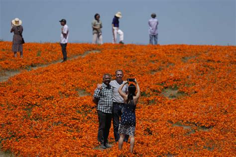 Photos: See the stunning superbloom happening across California